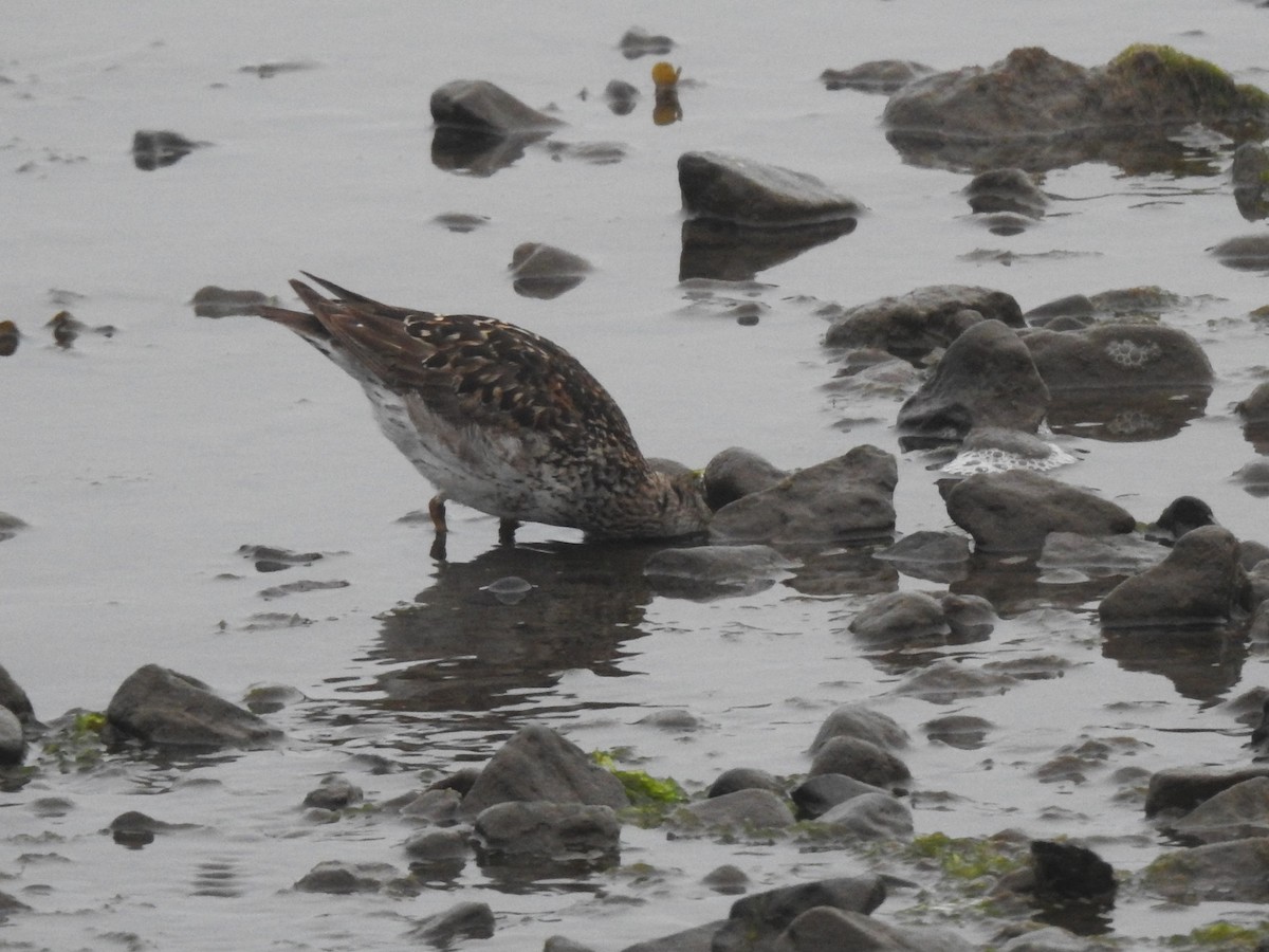 Purple Sandpiper - ML639848094