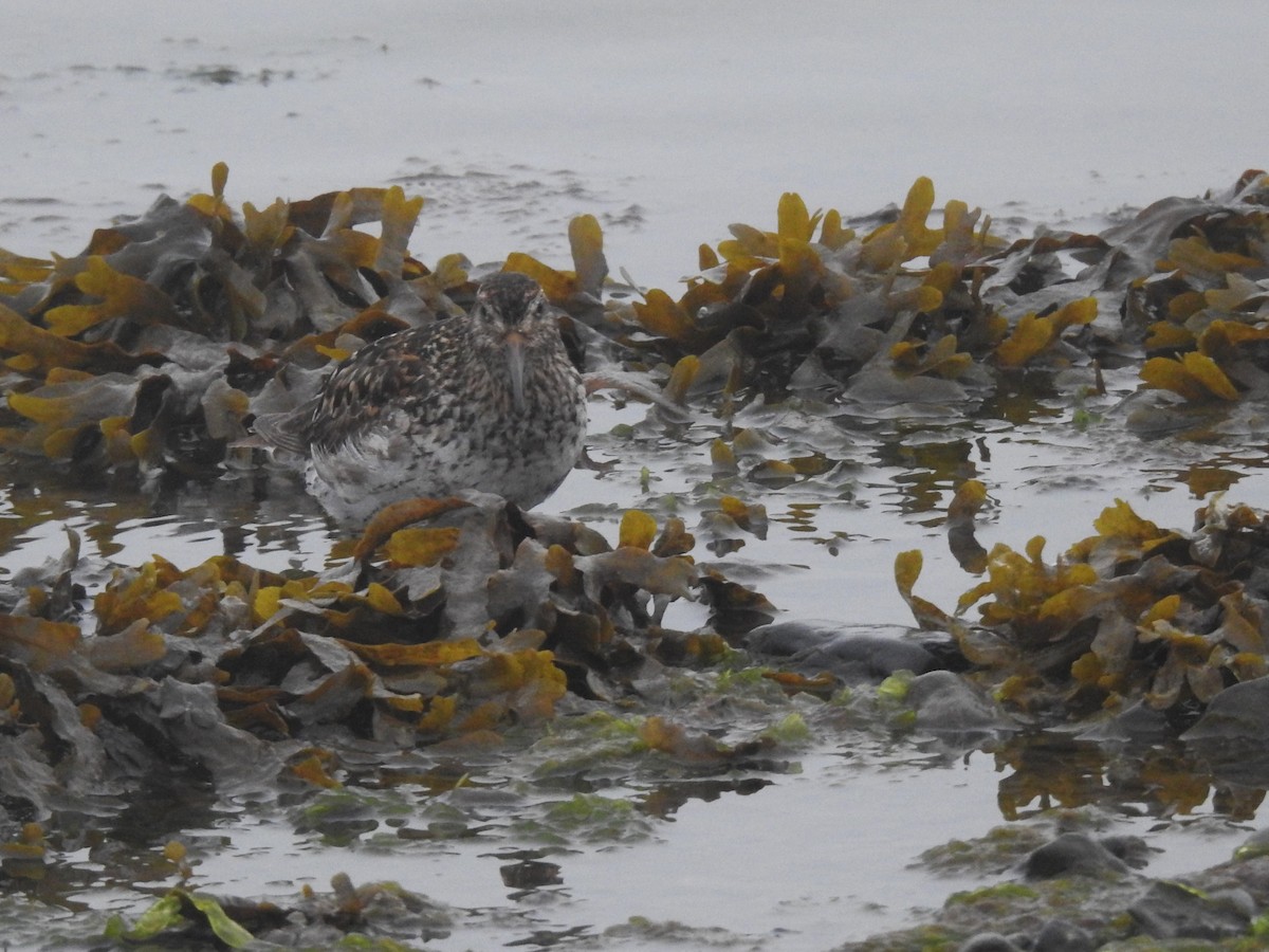 Purple Sandpiper - ML639848095
