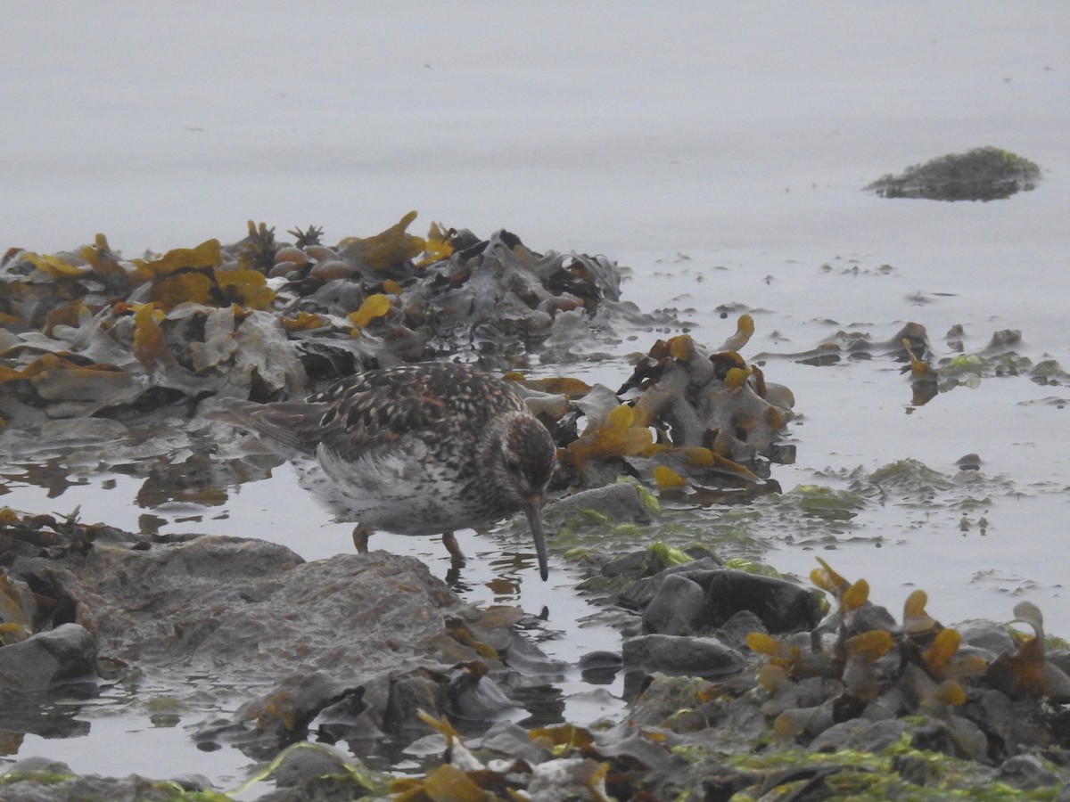 Purple Sandpiper - ML639848096