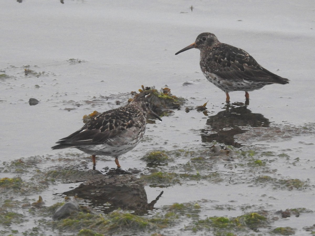 Purple Sandpiper - ML639848097