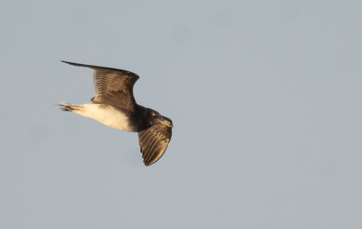 Sooty Gull - ML639848143