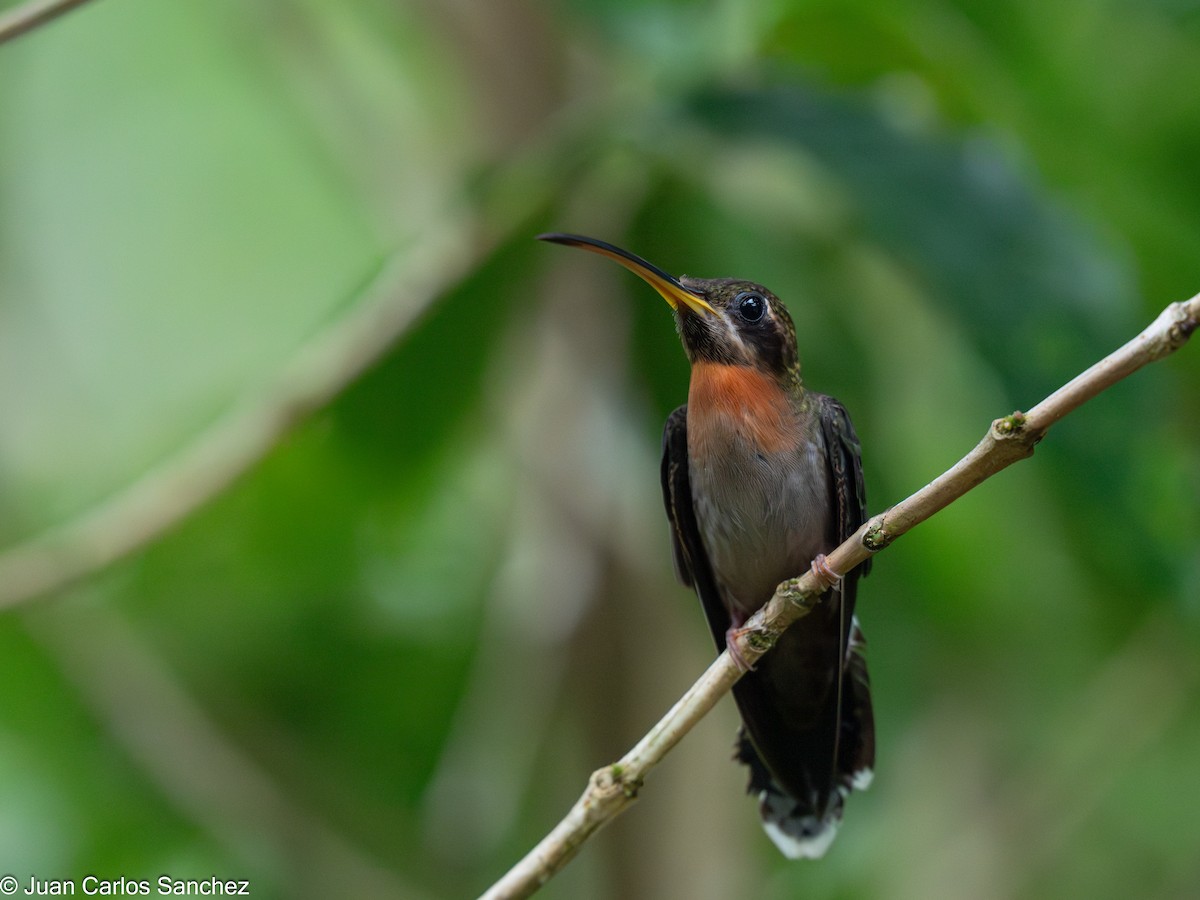 Band-tailed Barbthroat - ML639848255