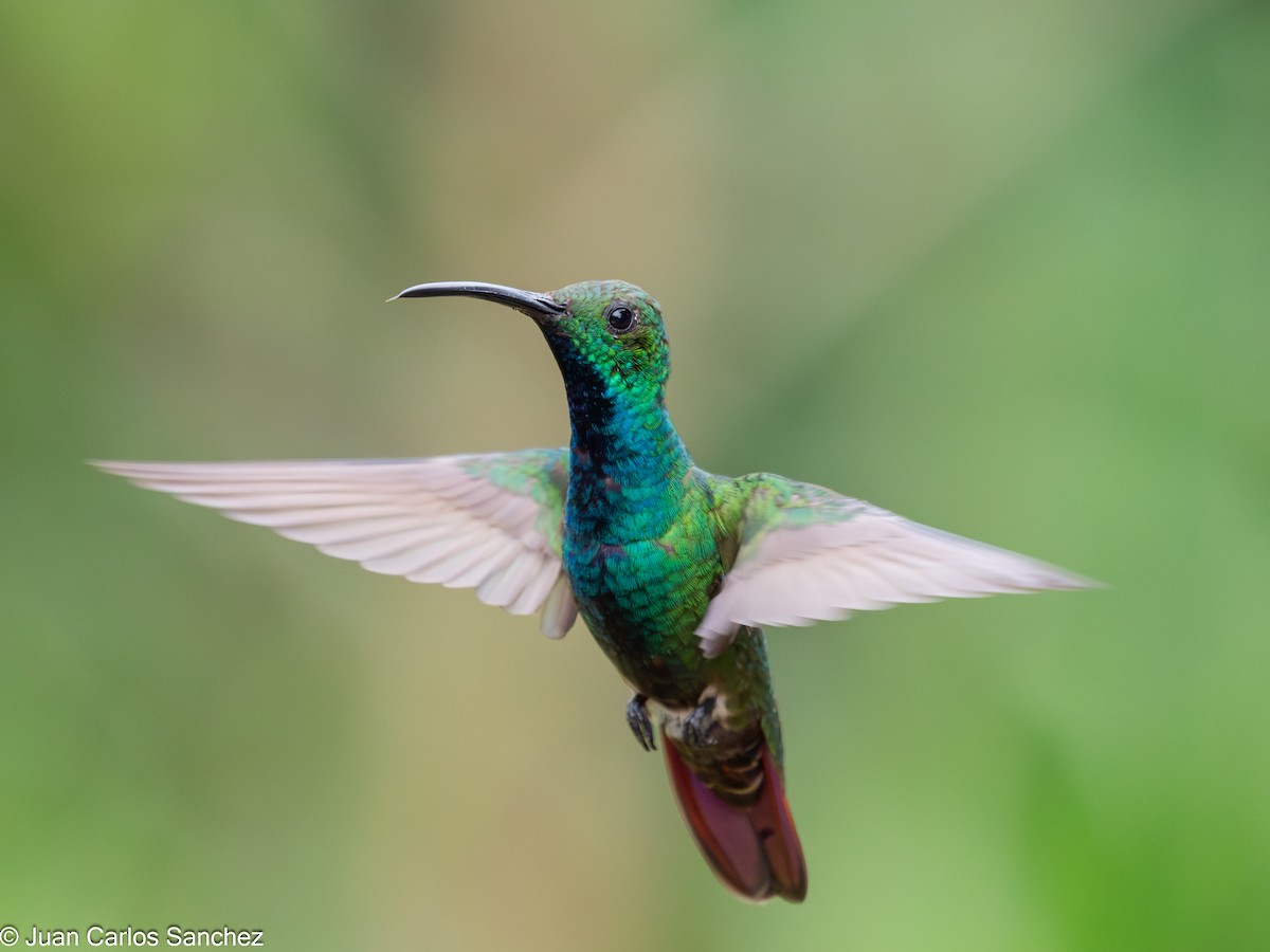 Green-breasted Mango - ML639848282