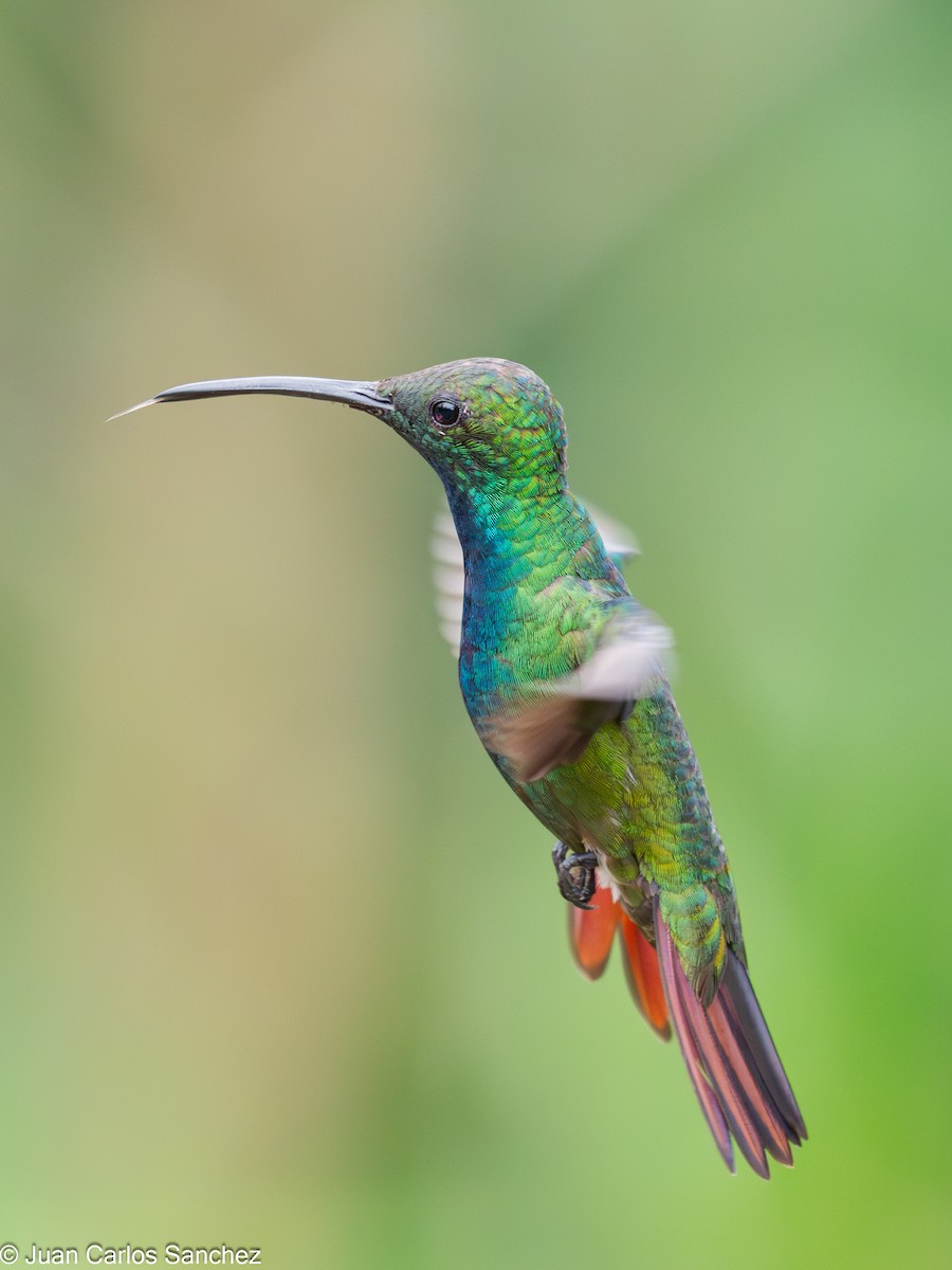 Green-breasted Mango - ML639848283
