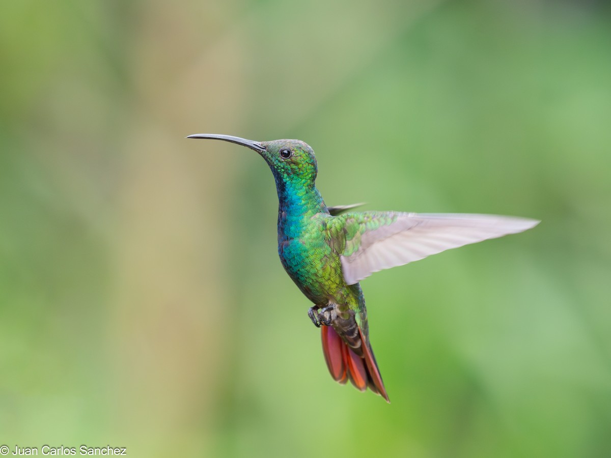 Green-breasted Mango - ML639848284