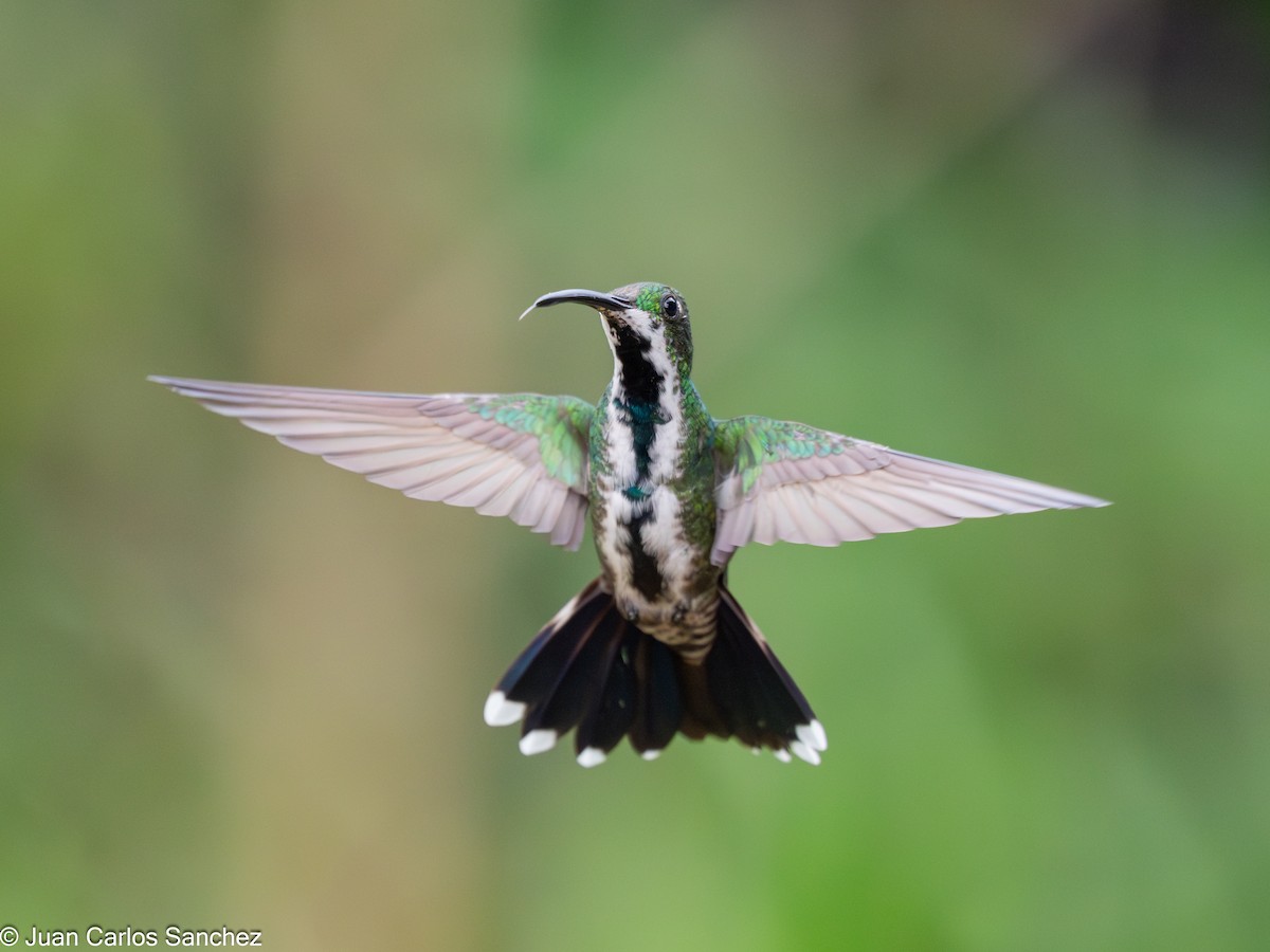 Green-breasted Mango - ML639848286