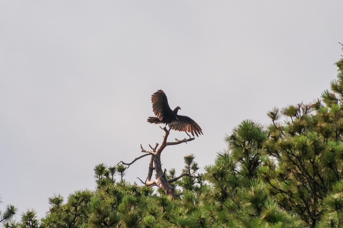 Turkey Vulture - ML639848396