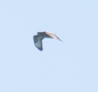 Buteo sp. - ML639848404