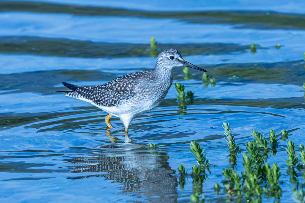 Lesser Yellowlegs - ML639848448