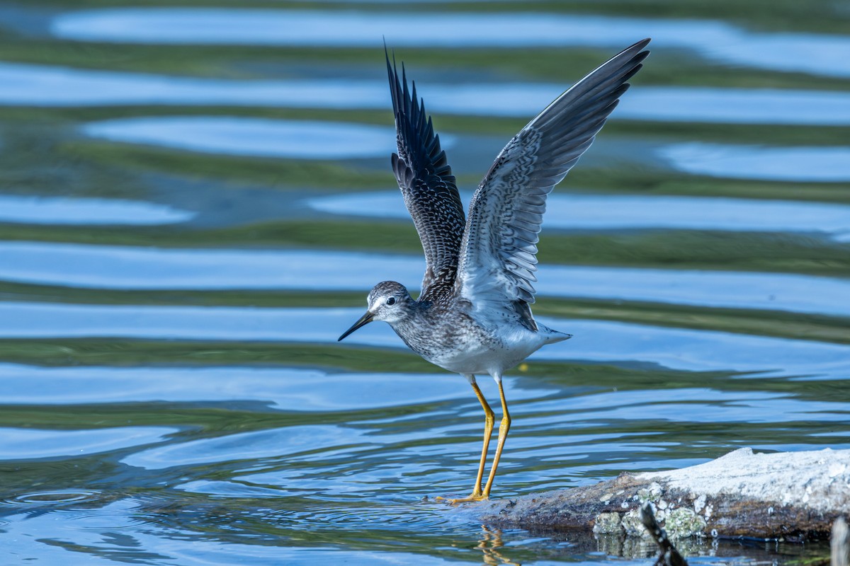 Lesser Yellowlegs - ML639848449