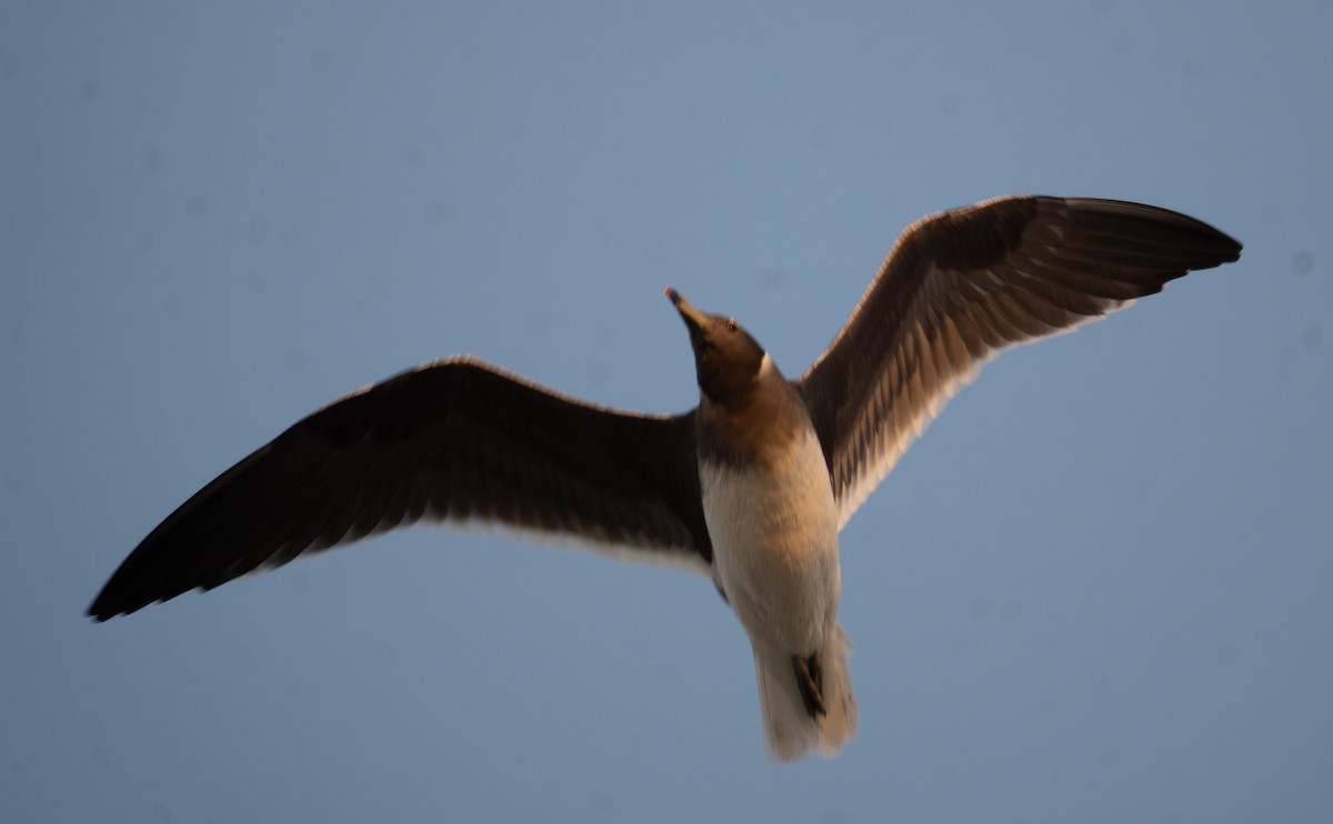 Sooty Gull - ML639848509