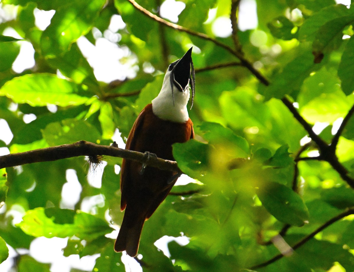 Three-wattled Bellbird - ML639848514