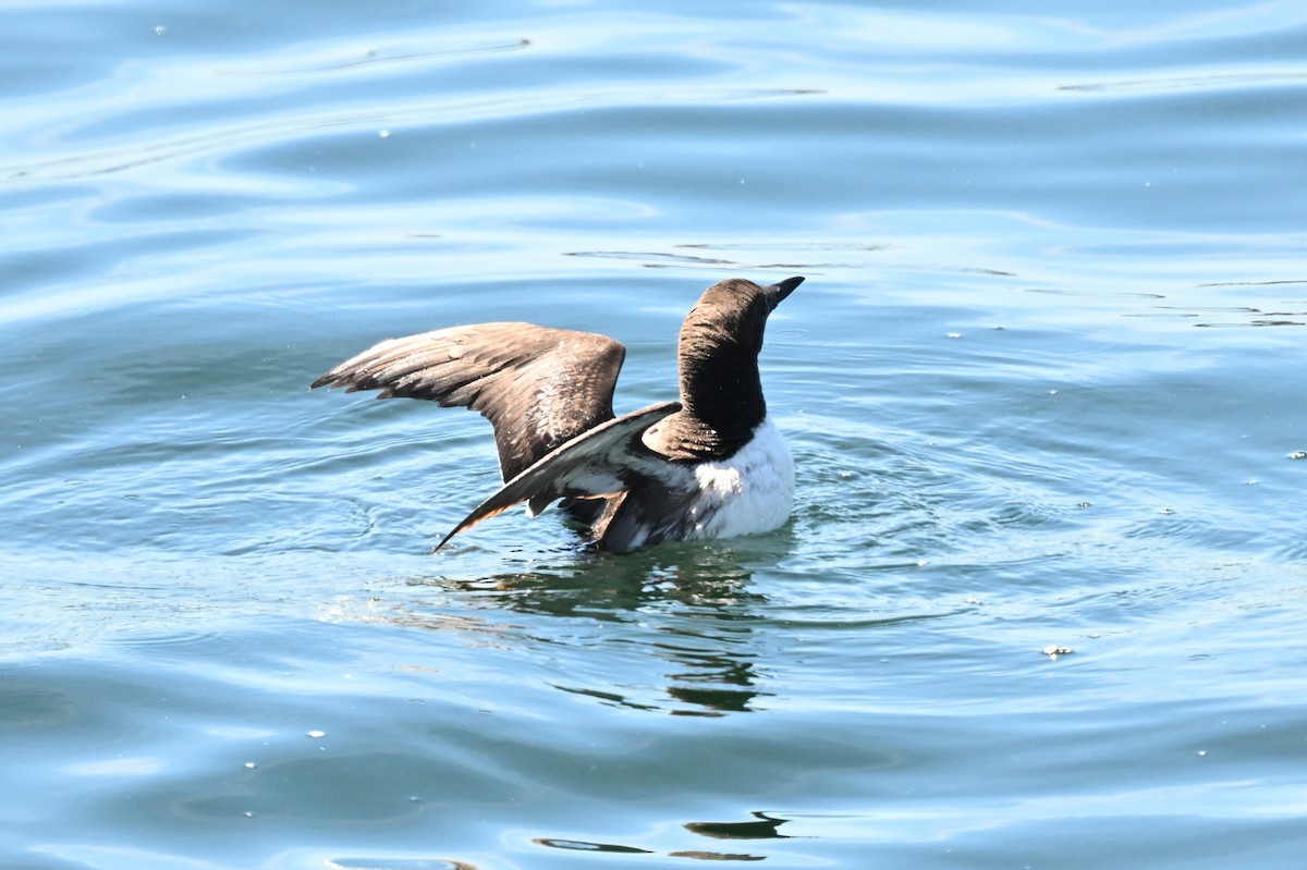 Guillemot marmette - ML639848599