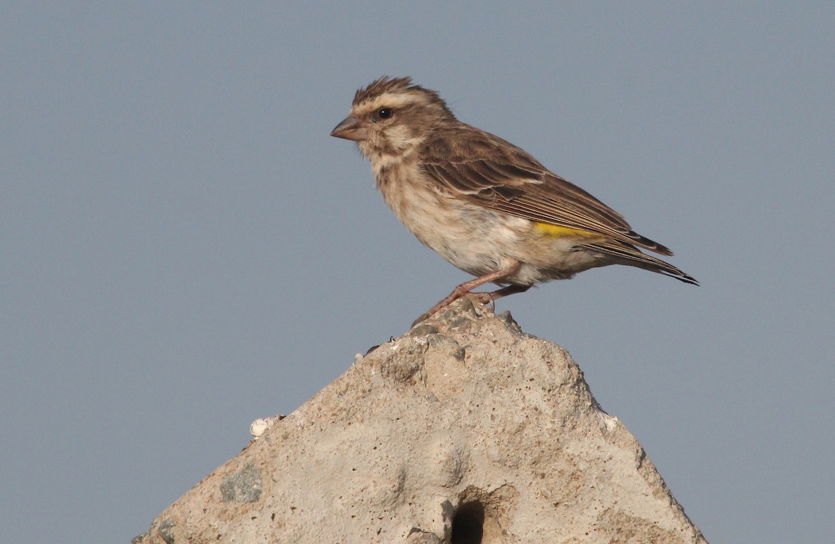 Reichenow's Seedeater - Alexander Lees