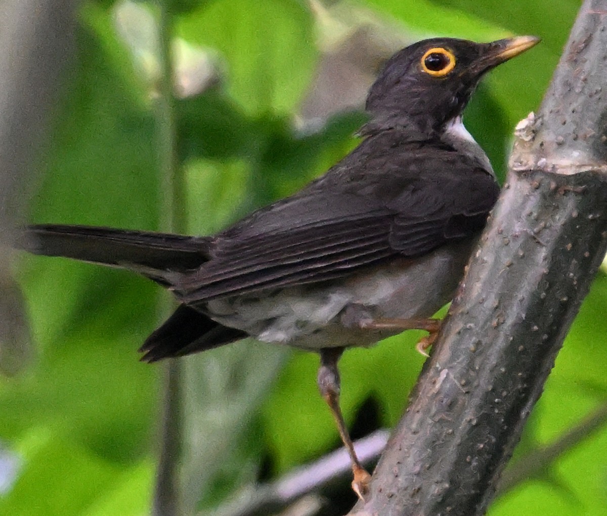 White-throated Thrush - ML639848641