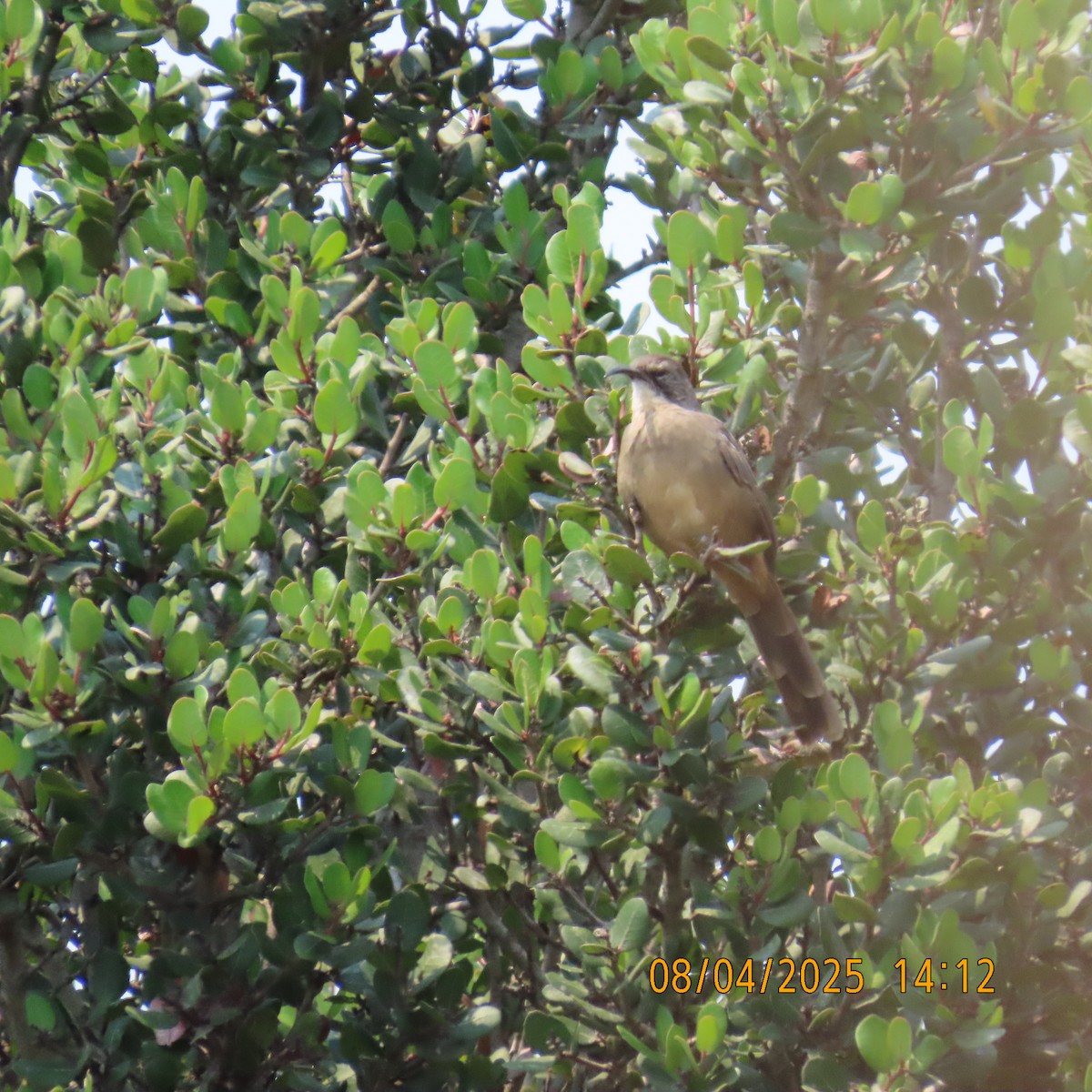California Thrasher - ML639848683