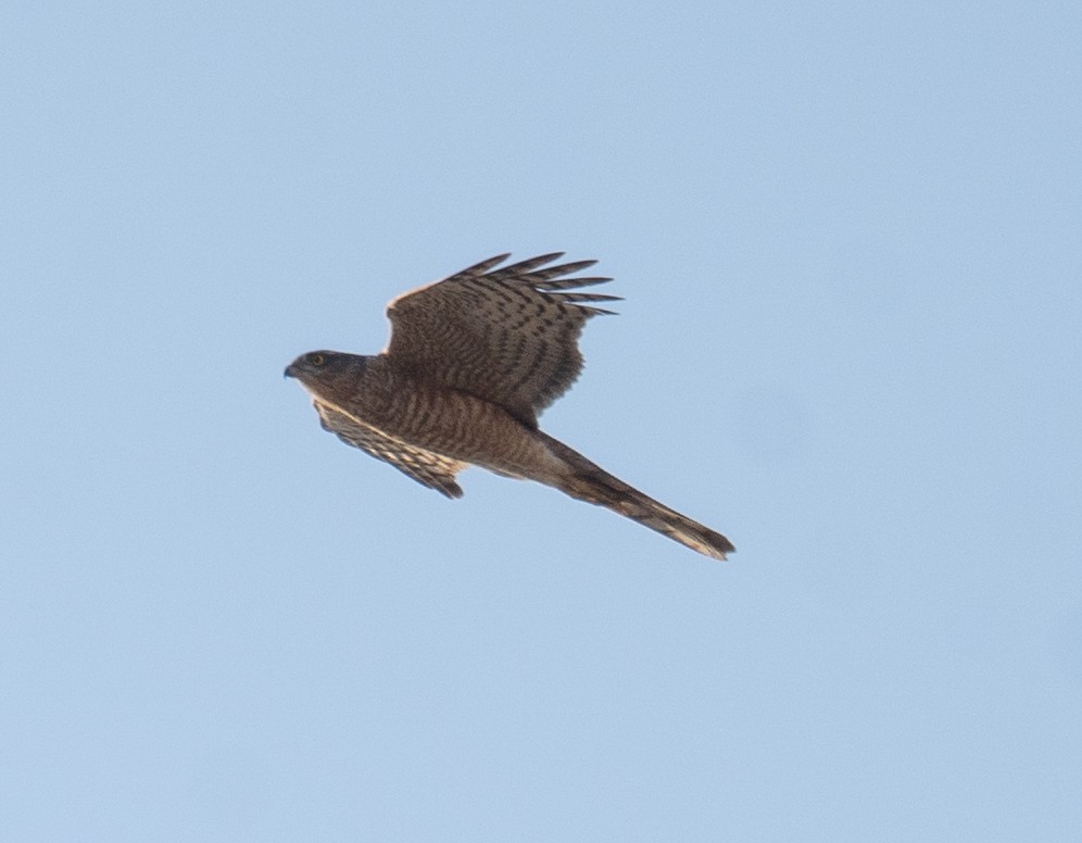 Eurasian Sparrowhawk - ML639848699