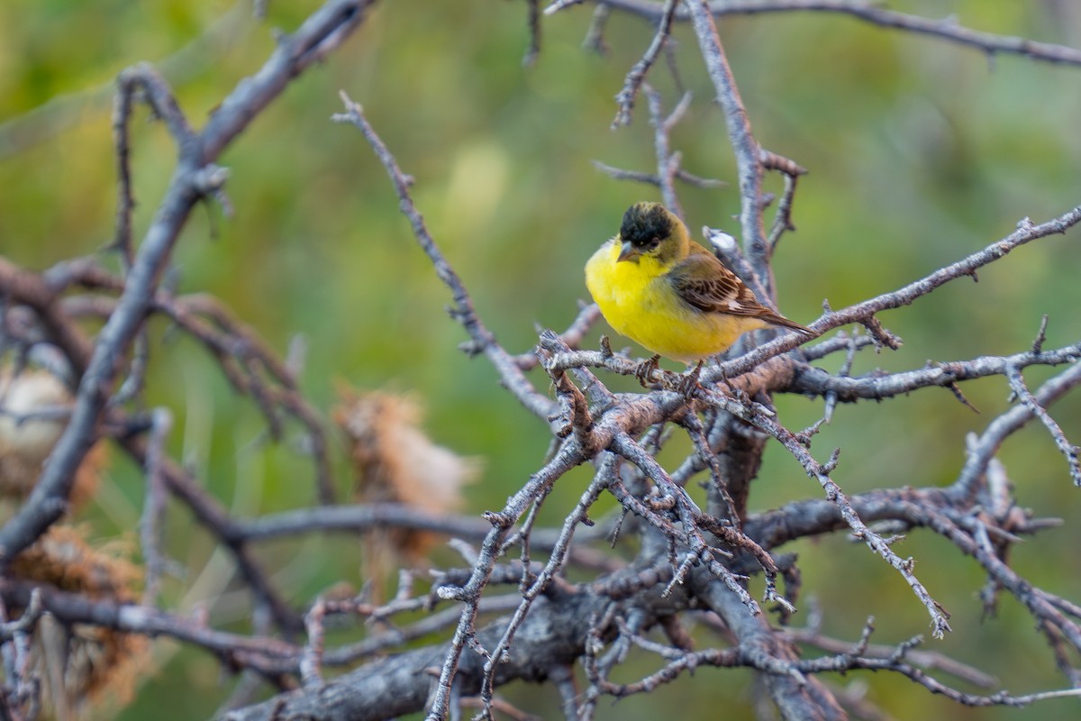 Lesser Goldfinch - ML639848807