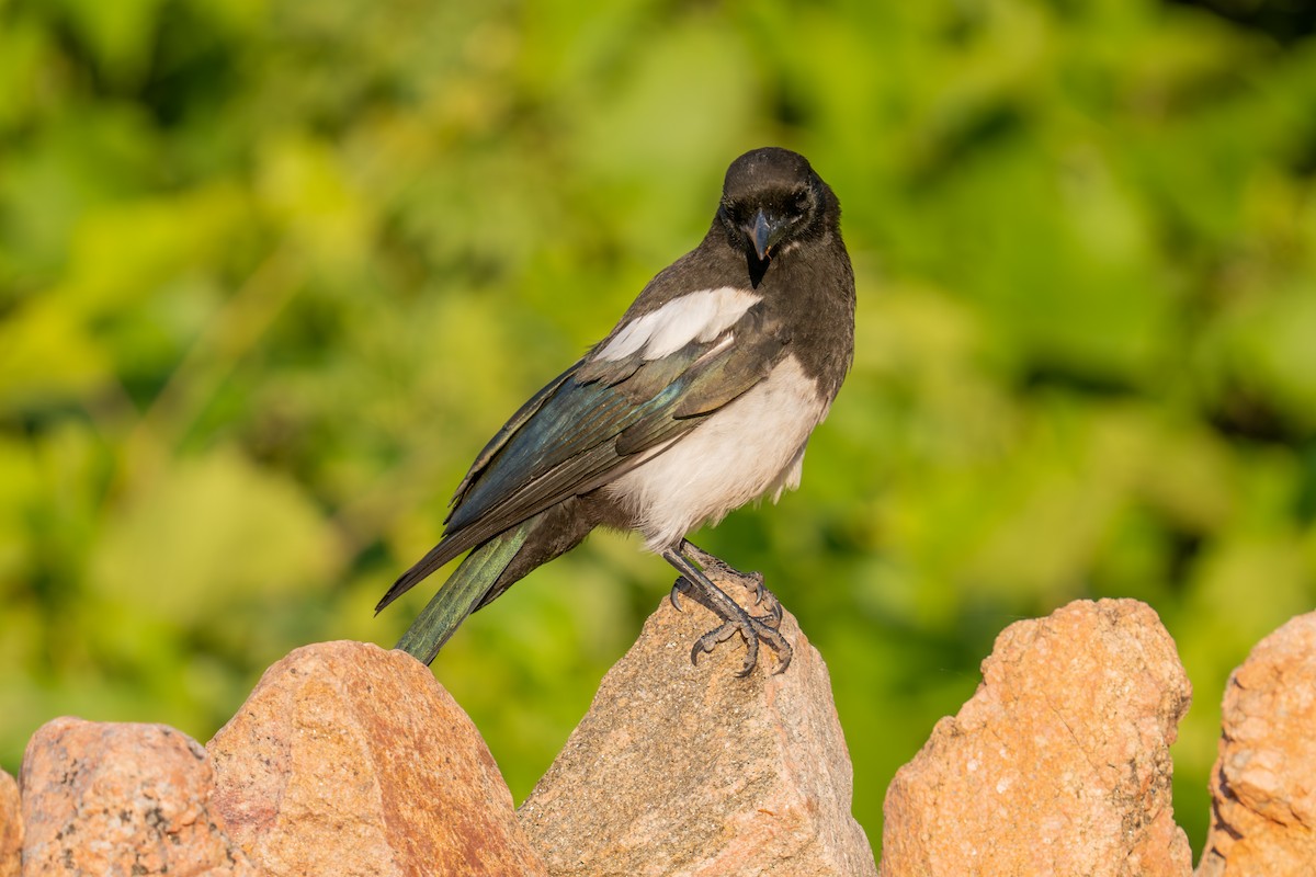 Black-billed Magpie - ML639848814