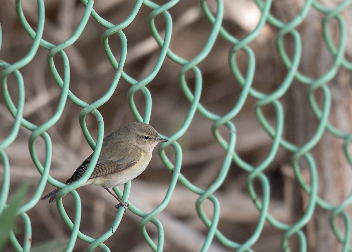 Common Chiffchaff - ML639848818