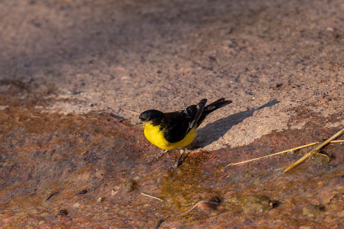 Lesser Goldfinch - ML639848859