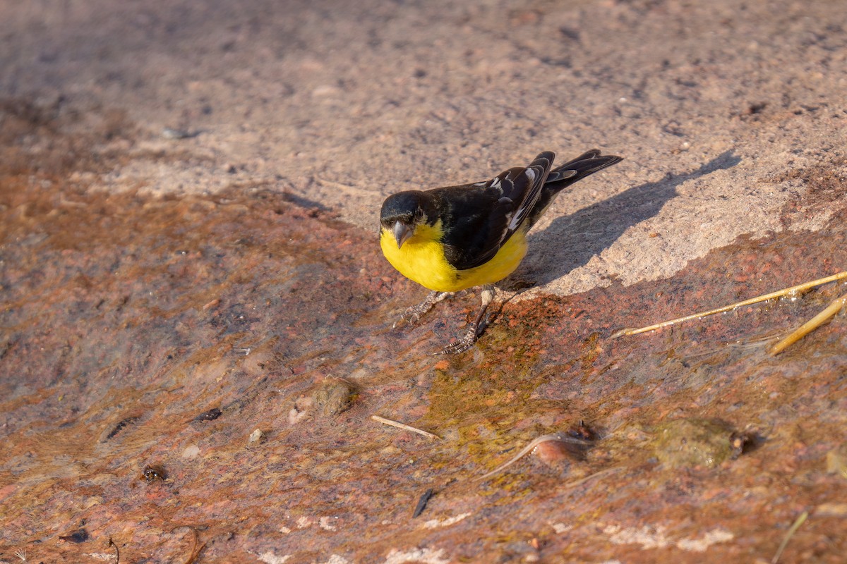 Lesser Goldfinch - ML639848860