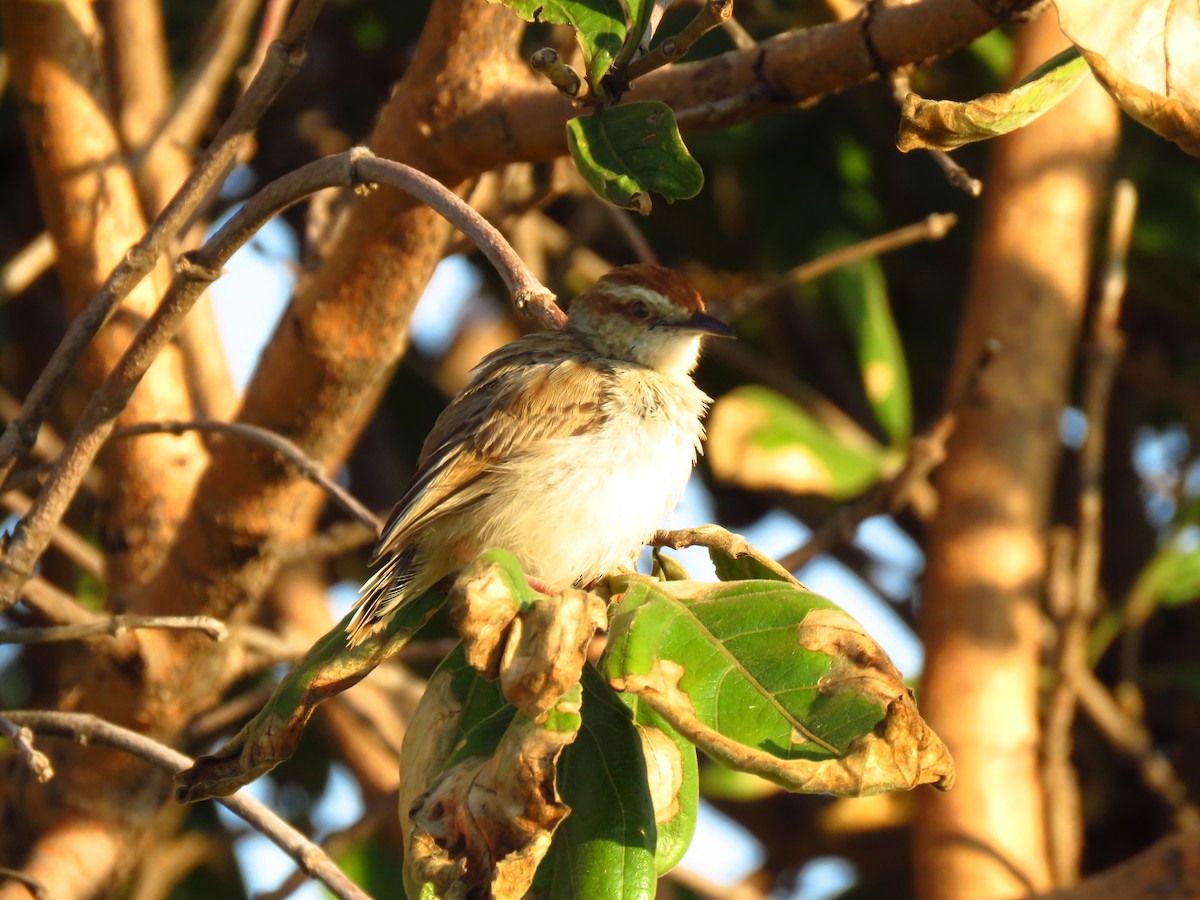 Tinkling Cisticola - ML639848869
