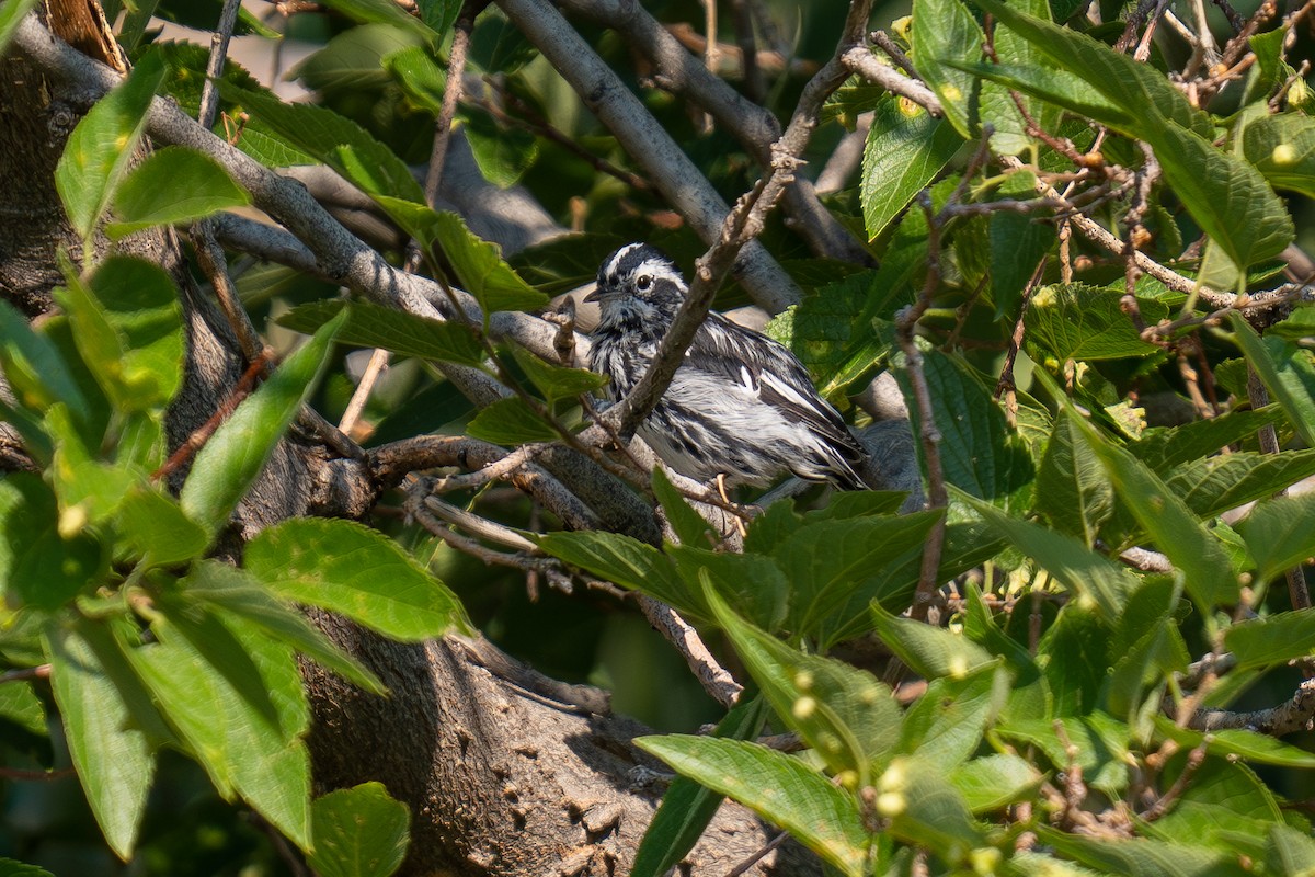Black-and-white Warbler - ML639848870