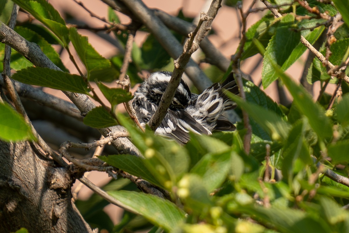 Black-and-white Warbler - ML639848881