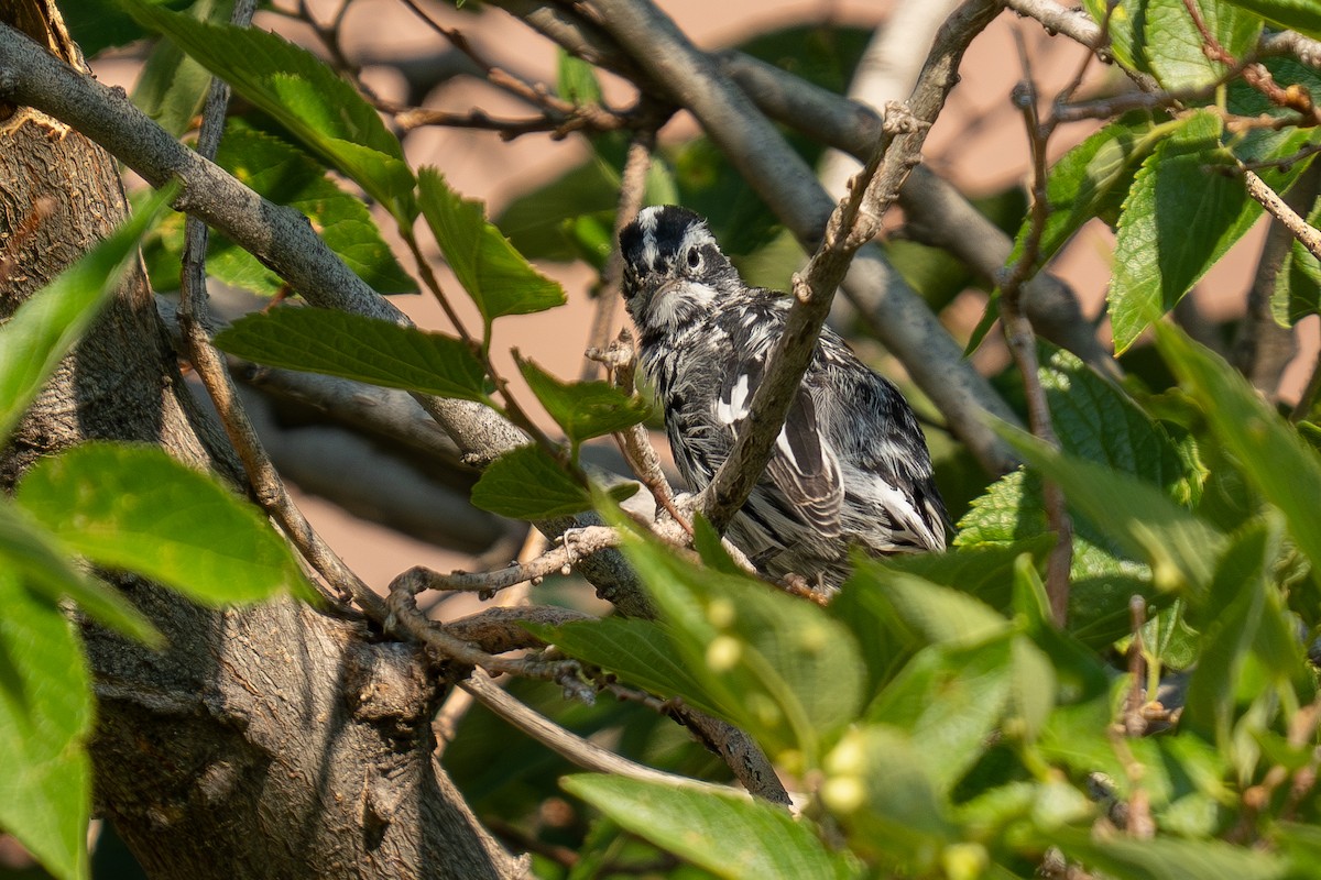 Black-and-white Warbler - ML639848883