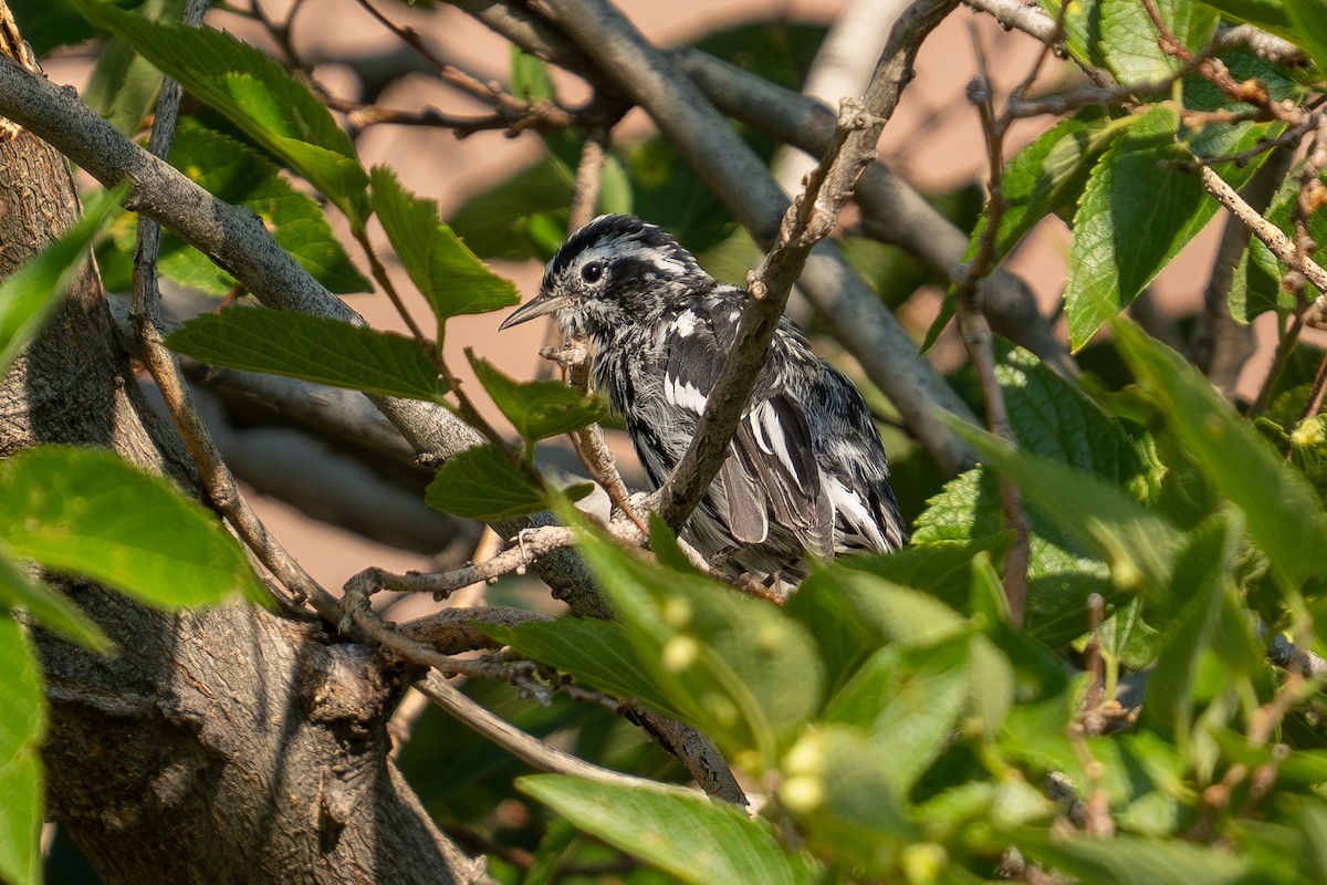 Black-and-white Warbler - ML639848884