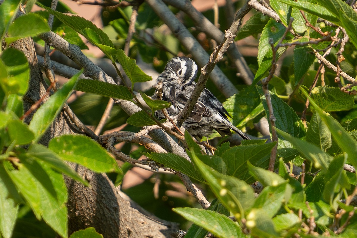 Black-and-white Warbler - ML639848886