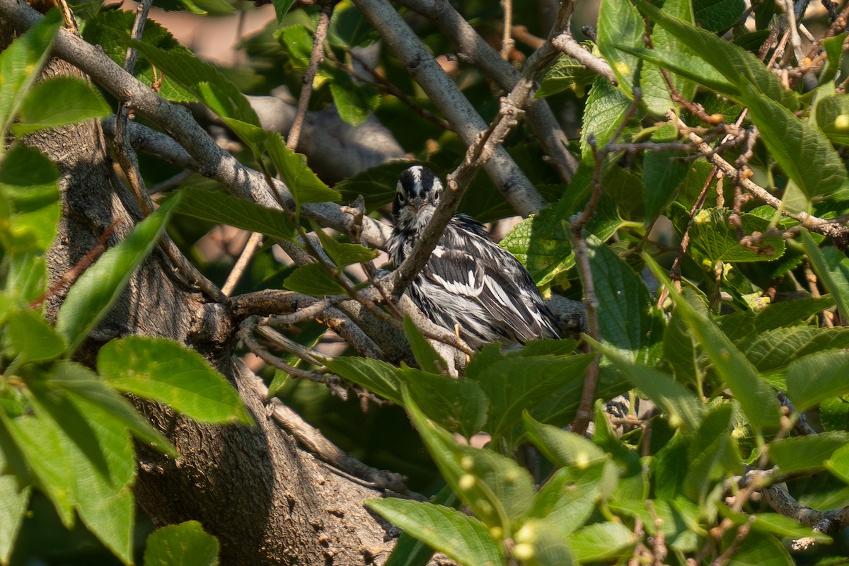 Black-and-white Warbler - ML639848887