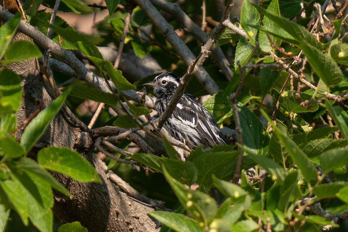 Black-and-white Warbler - ML639848888