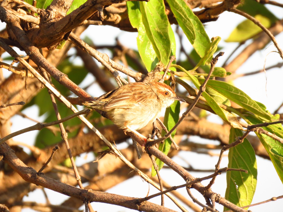Tinkling Cisticola - ML639848893