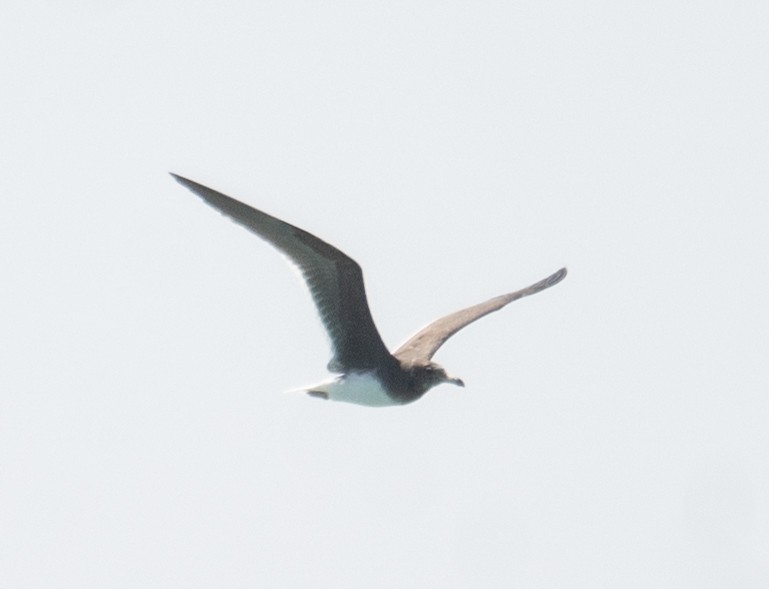 Sooty Gull - ML639848988