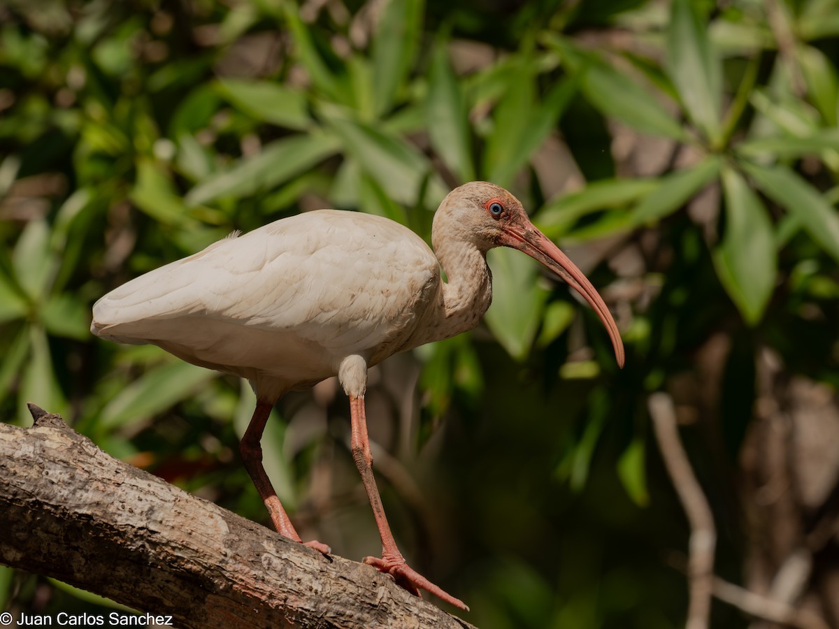 White Ibis - ML639849059