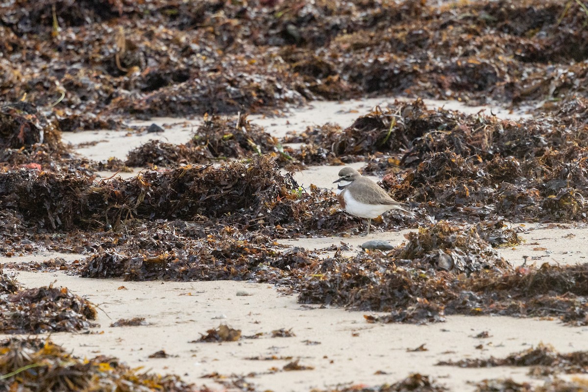 Double-banded Plover - ML639849061