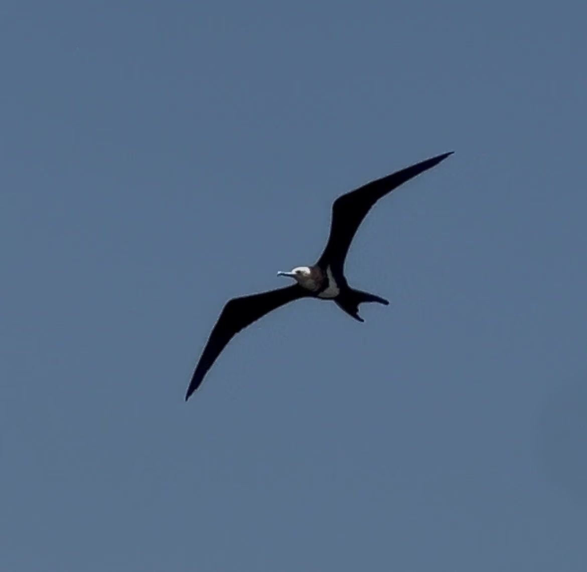 Lesser Frigatebird - ML639849069