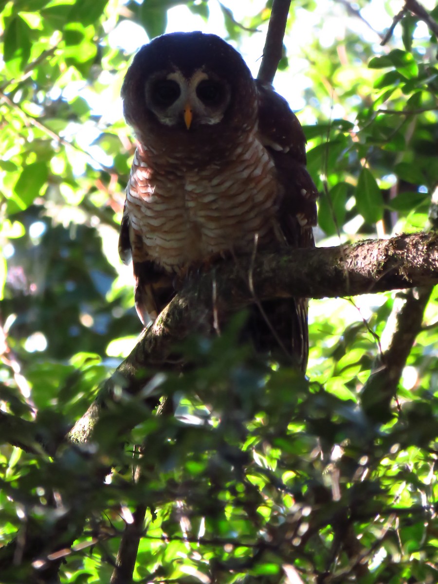 African Wood-Owl - ML639849074