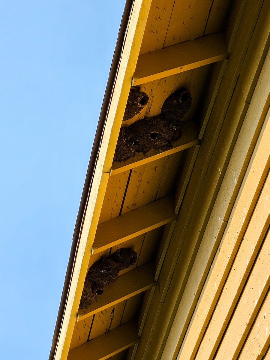 Cliff Swallow - ML639849082