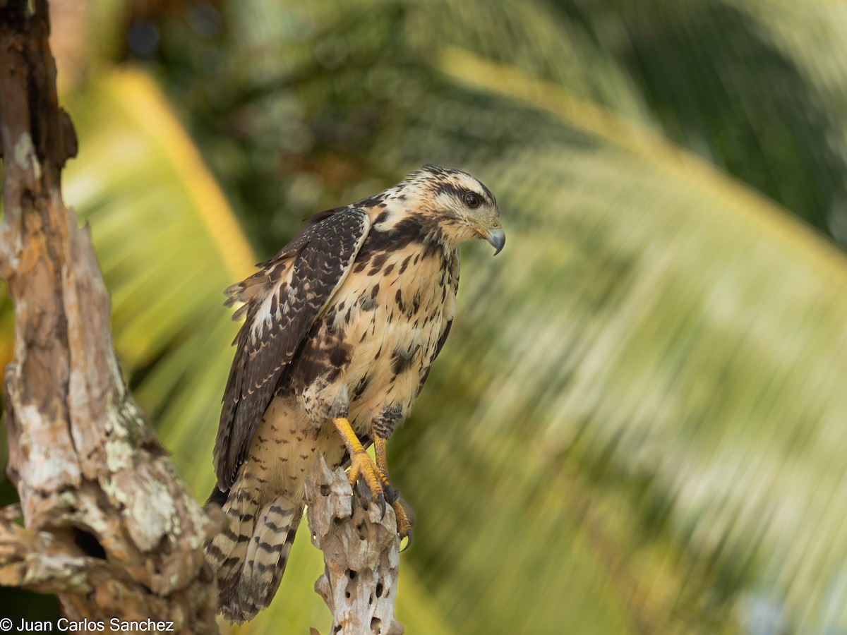 Common Black Hawk - ML639849108