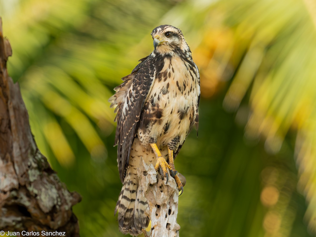 Common Black Hawk - ML639849109