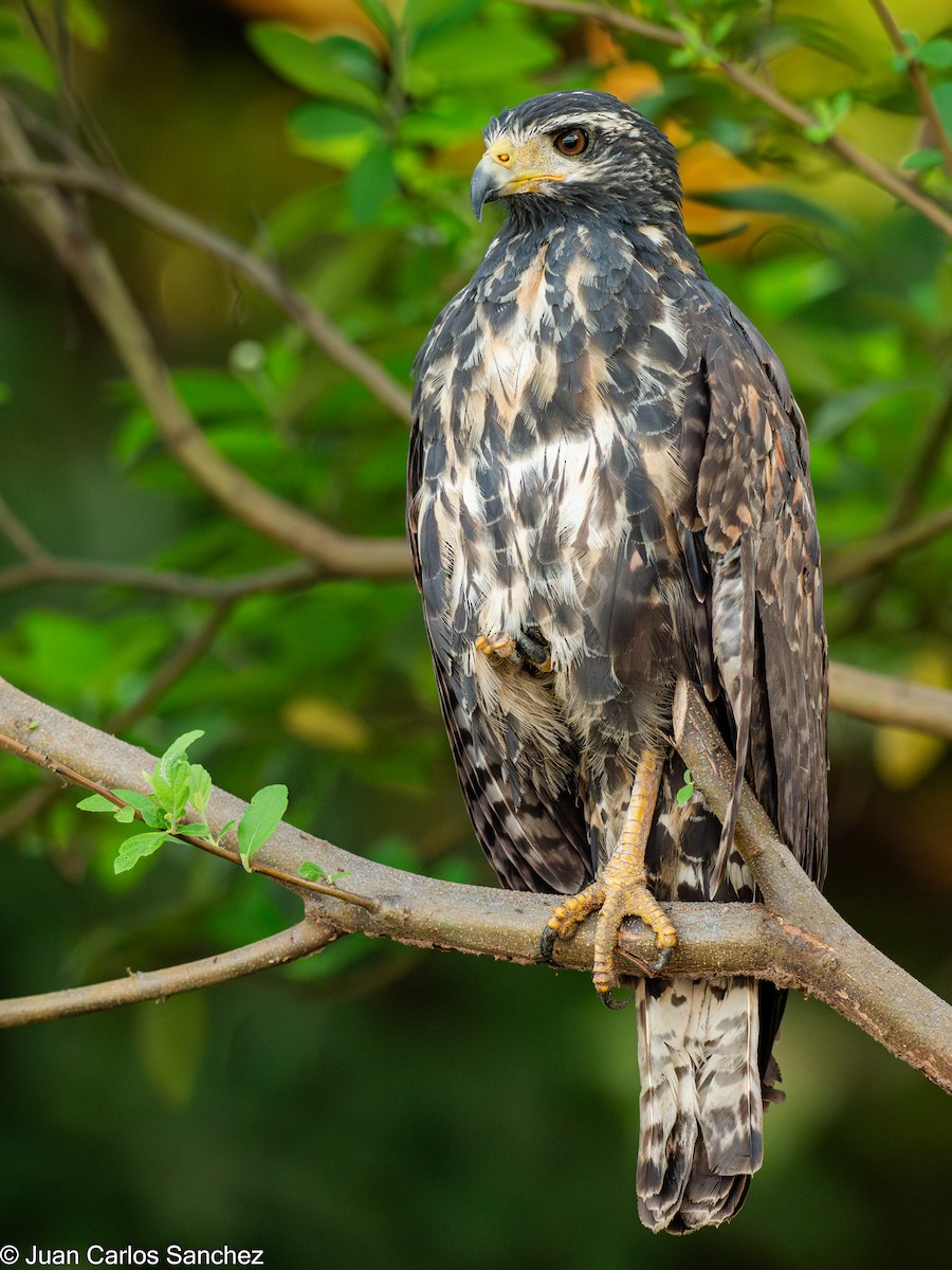 Common Black Hawk - ML639849110