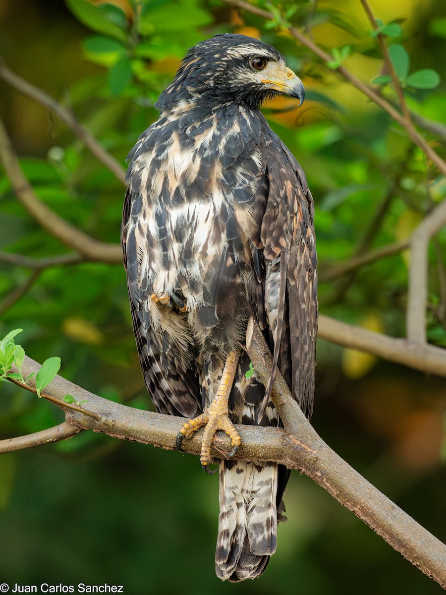 Common Black Hawk - ML639849111