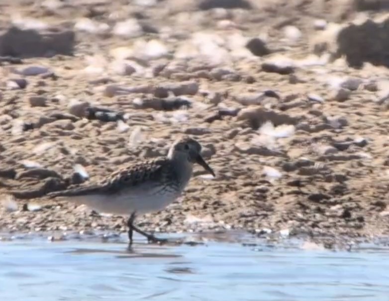 Dunlin x White-rumped Sandpiper (hybrid) - ML639849125