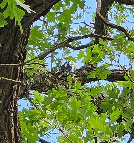 Hairy Woodpecker - ML639849145