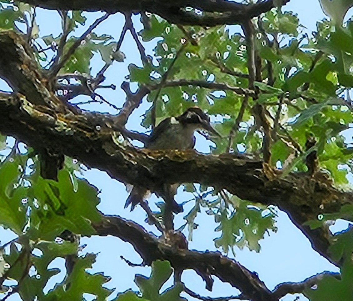 Hairy Woodpecker - ML639849146
