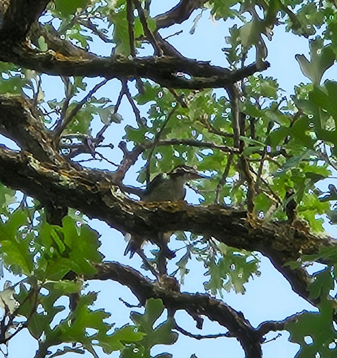 Hairy Woodpecker - ML639849147