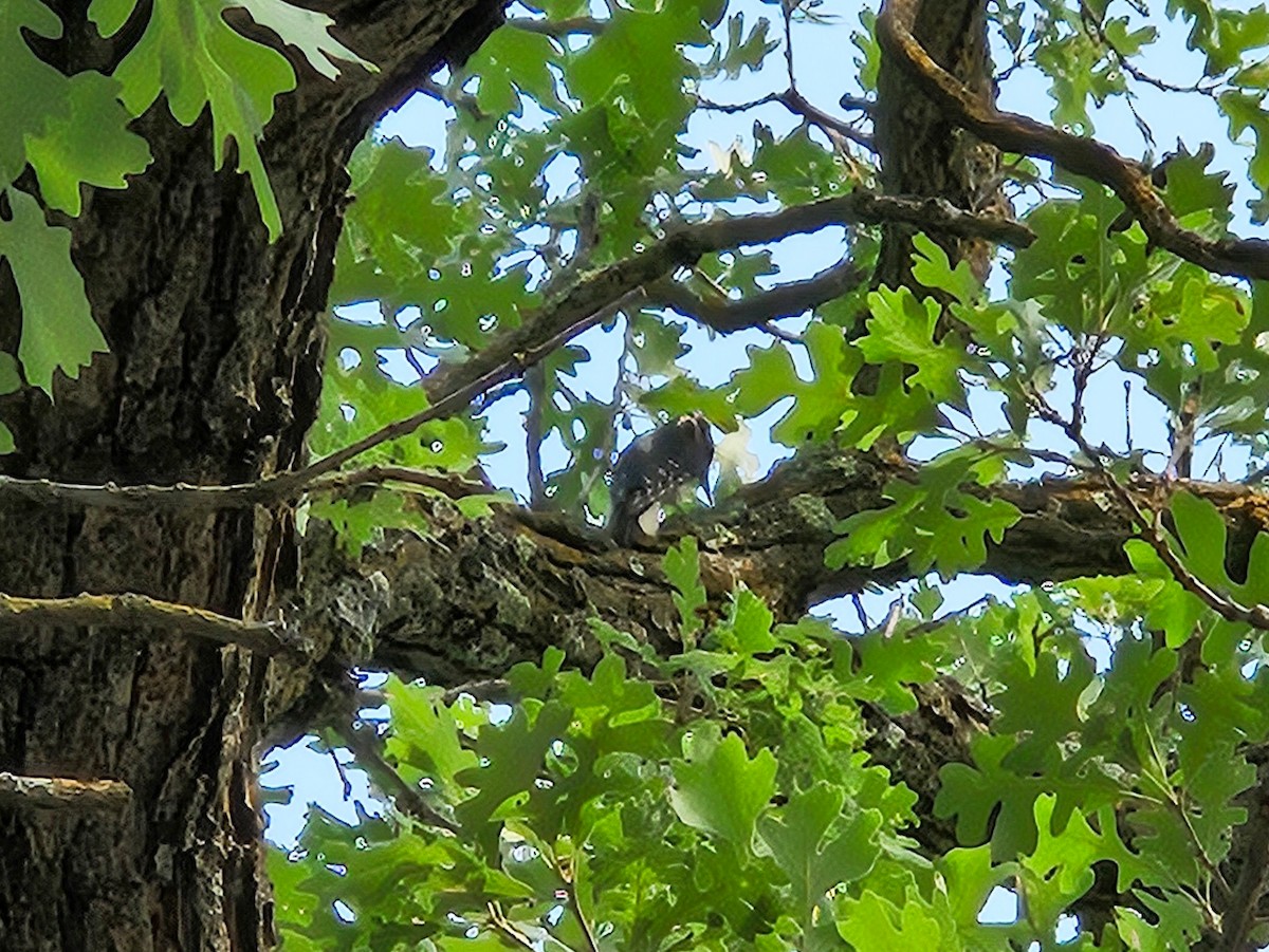 Hairy Woodpecker - ML639849148